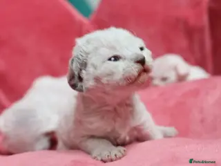 Devon Rex cats Pedigree Devon Rex Kittens - Advert 13