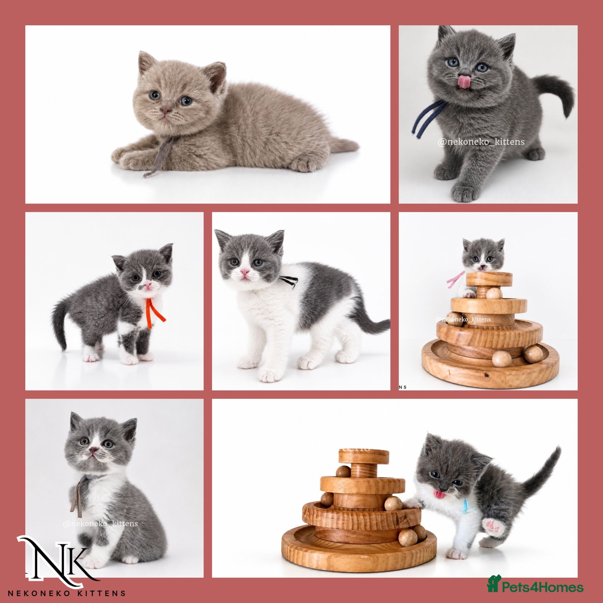 British Shorthair cats ADORABLE GCCF REG Teddy Bears 🧸  - Advert 1