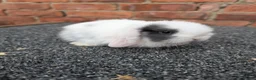 Mini Lop rabbits for sale: Mini lop babies and adults  - Advert 3