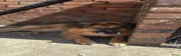 Mixed Breed dogs for adoption: Jacker for adoption in Hastings - Advert 4