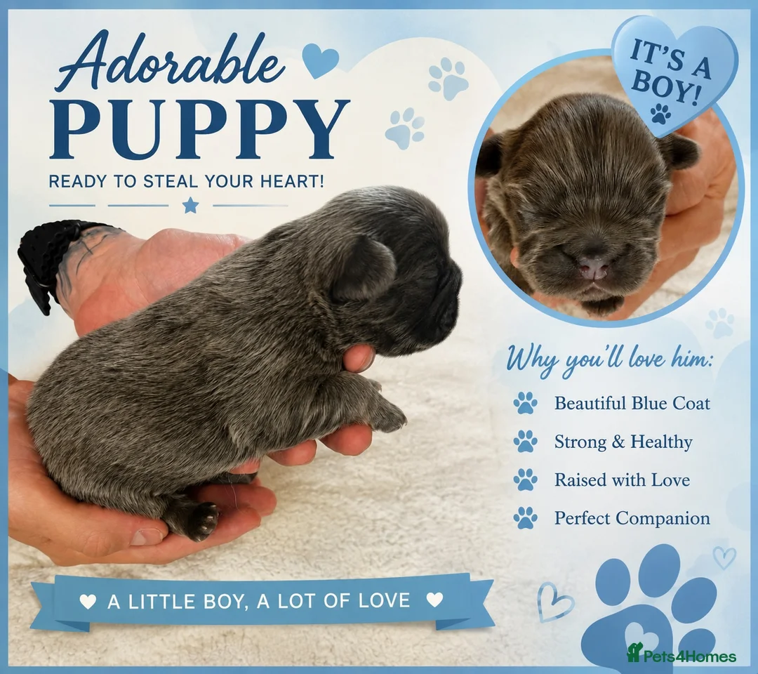French Bulldog dogs for sale: French Bulldog Puppies – Ready in 6 Weeks - Advert 2