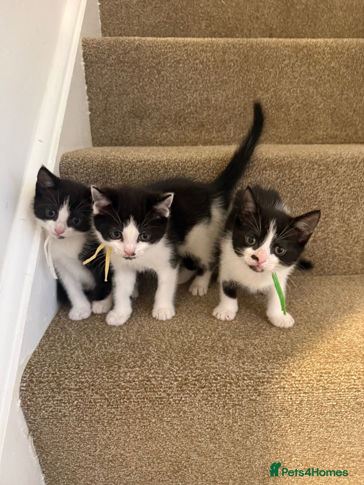 Mixed Breed cats Beautiful kittens🤍✨ - Advert 2