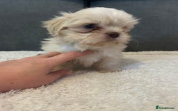 Shih Tzu dogs for sale: Adorable Shih Tzu Puppies - Advert 4