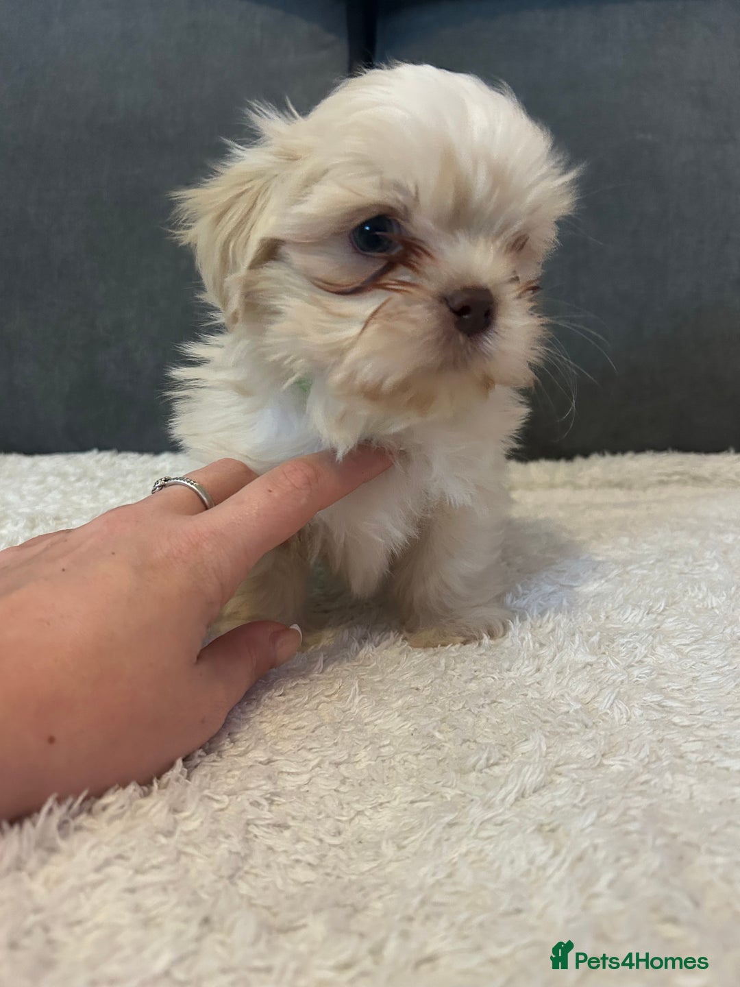 Shih Tzu dogs for sale: Adorable Shih Tzu Puppies - Advert 4