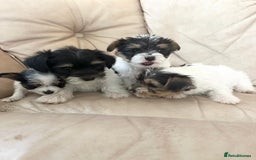 Mixed Breed dogs for sale: Jackawawa pups - Image 18