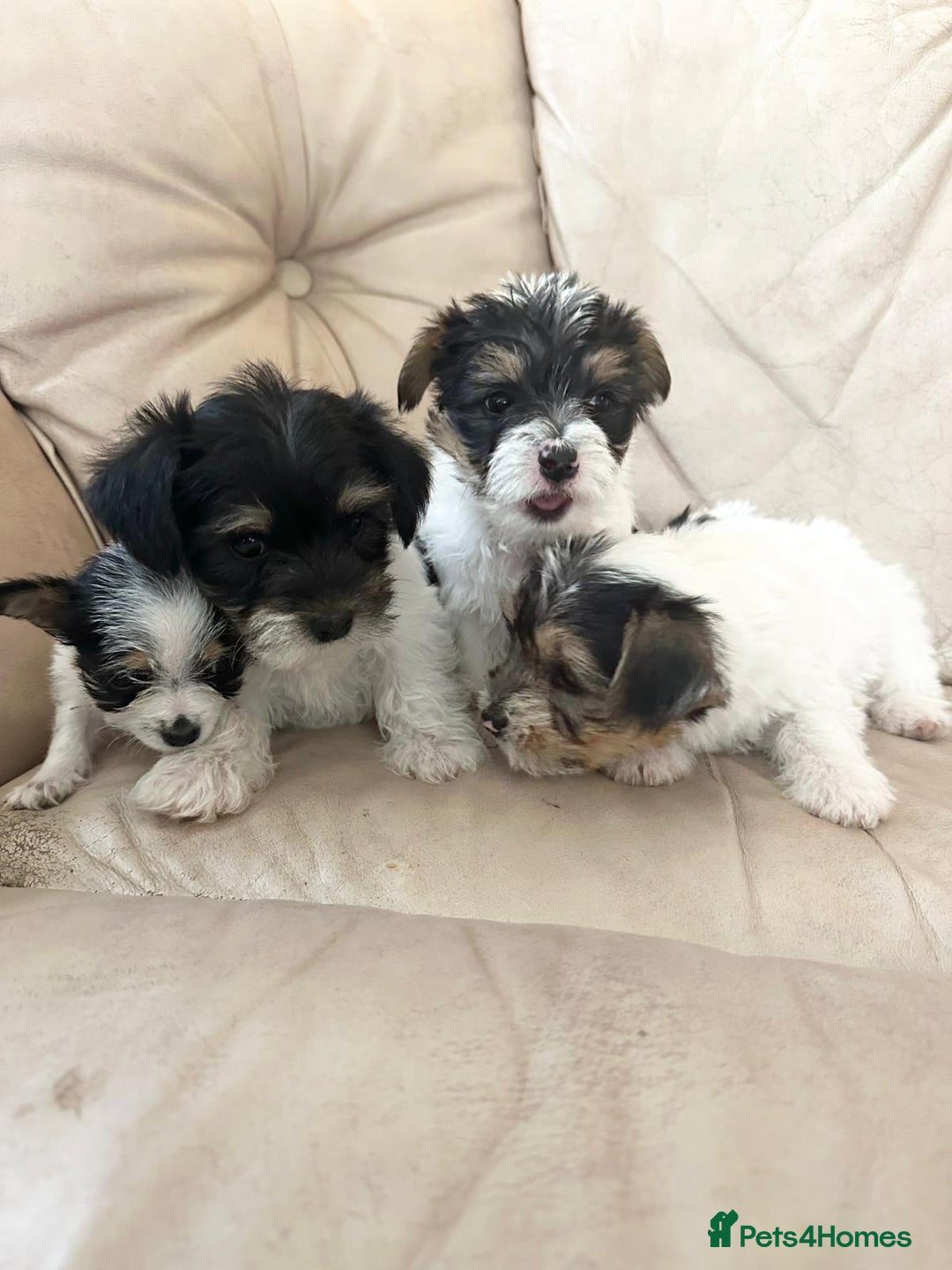 Mixed Breed dogs for sale: Jackawawa pups - Image 18