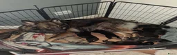 German Shepherd dogs for sale: Kc Registered German Shepherd - Advert 5