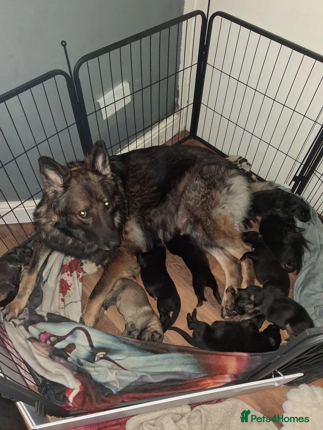 German Shepherd dogs for sale: Kc Registered German Shepherd - Advert 5