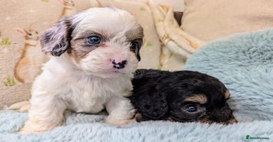 Cavapoo dogs - Advert 2