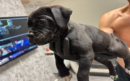 Mixed Breed dogs for sale: 7 beautiful puppies for sale - Image 15