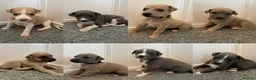 Whippet dogs for sale: Stunning Purebred Whippet Puppies - Ready 27th May - Advert 1
