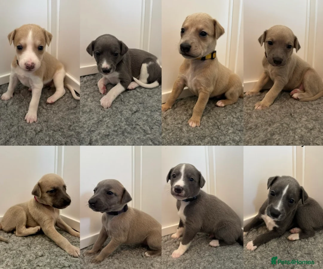 Whippet dogs for sale: Stunning Purebred Whippet Puppies - Ready 27th May - Advert 1