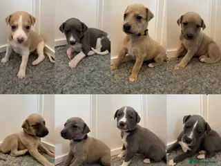 Whippet dogs Stunning Purebred Whippet Puppies - Ready 27th May - Advert 5