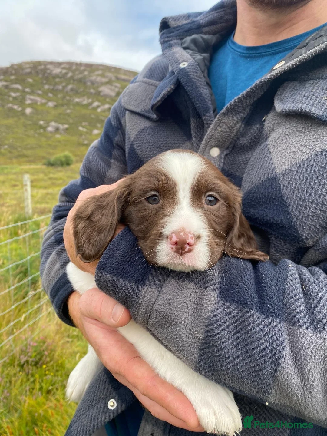 English Springer Spaniel dogs for sale: Springer Spaniel Puppies – 3 Girls Available - Advert 21