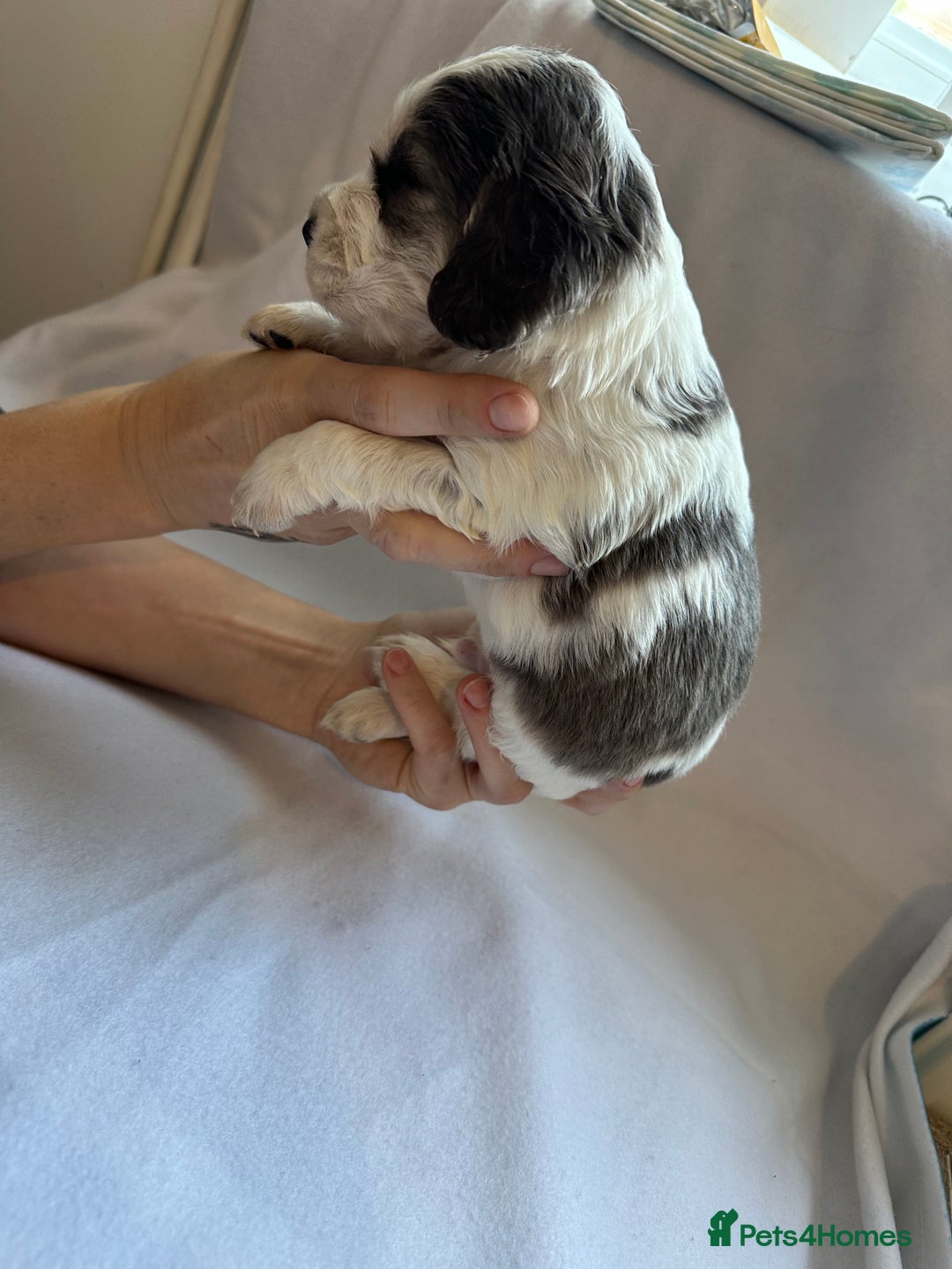 Cocker Spaniel dogs for sale: Cocker spaniel pups - Image 5