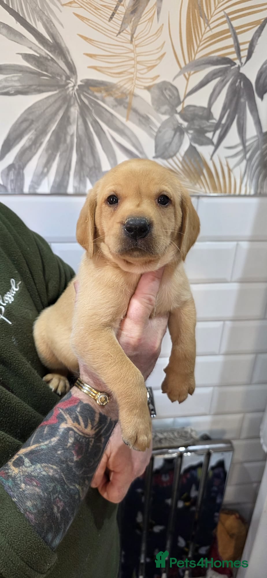Labrador Retriever dogs Lovely labrador puppies - Advert 11