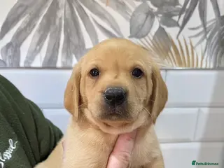 Labrador Retriever dogs Lovely labrador puppies - Advert 11