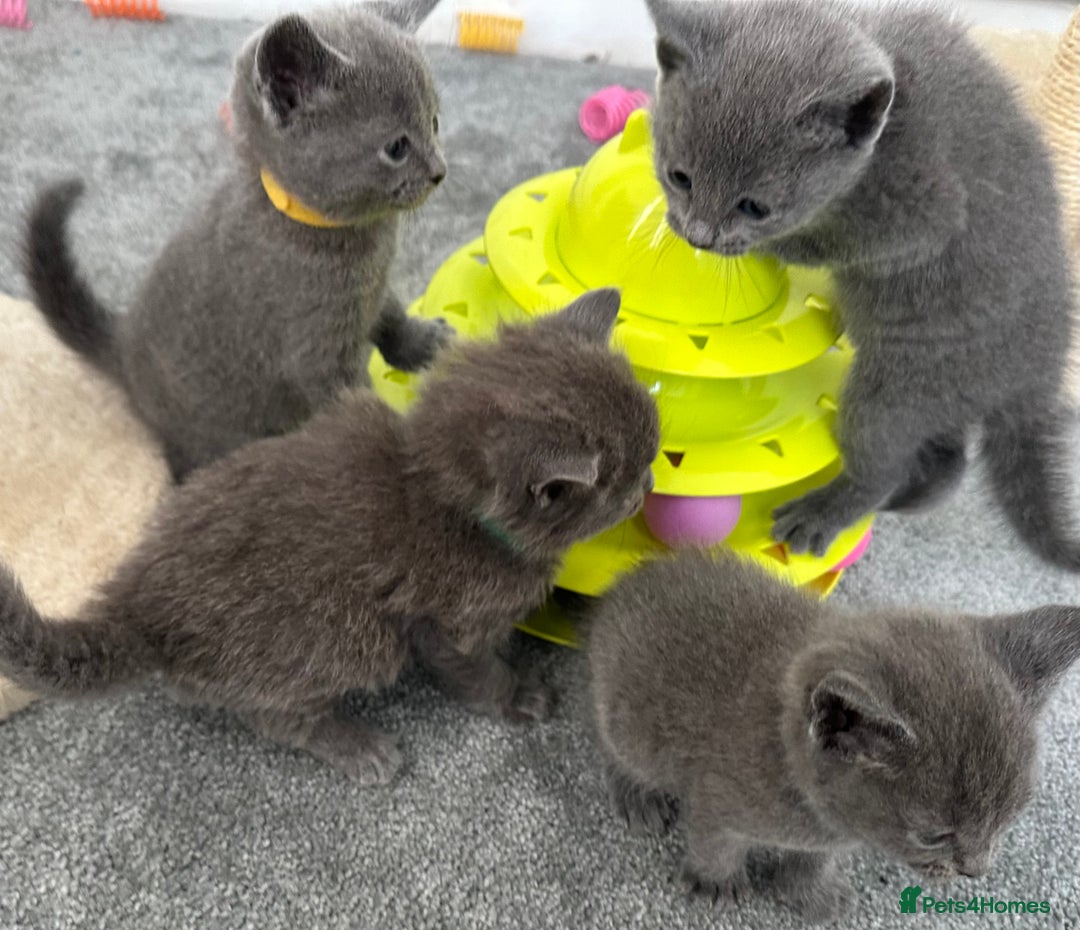 Russian Blue cats for sale: Russian Blue Kittens  - Advert 17