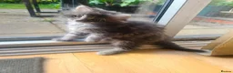 Mixed Breed cats for sale: Super fluffy lovely, looking for new home - Advert 10