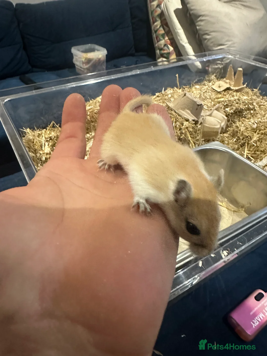 Gerbil rodents for sale: Gerbils in need of a home - Advert 2