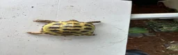 Hermann Tortoise reptiles for sale: Tortoise  in Leeds - Advert 7