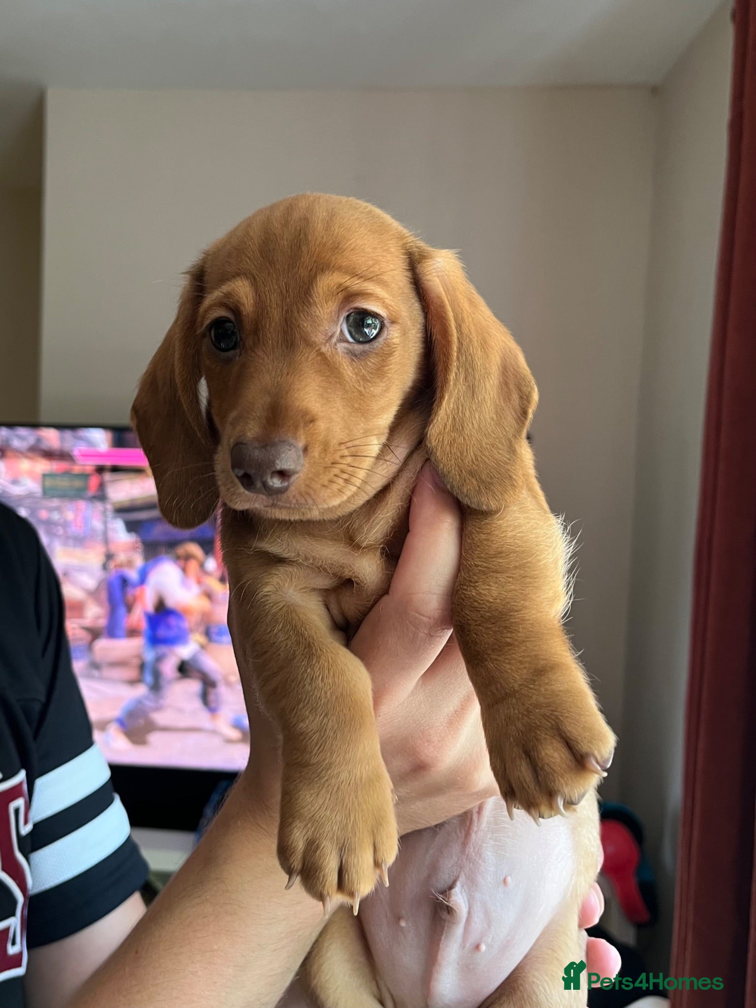 Miniature Dachshund dogs 4 beautiful male miniature daushunds for sale - Advert 16
