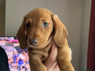 Miniature Dachshund dogs 4 beautiful male miniature daushunds for sale - Advert 1