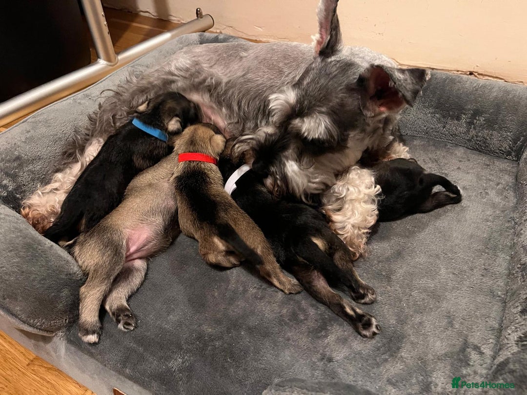 Miniature Schnauzer dogs for sale: Lovely litter of miniature schnauzers  - Advert 6