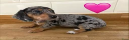 Miniature Dachshund dogs for sale: Beautiful Dapples 5 Star Licensed 5 Star reviews  - Advert 29