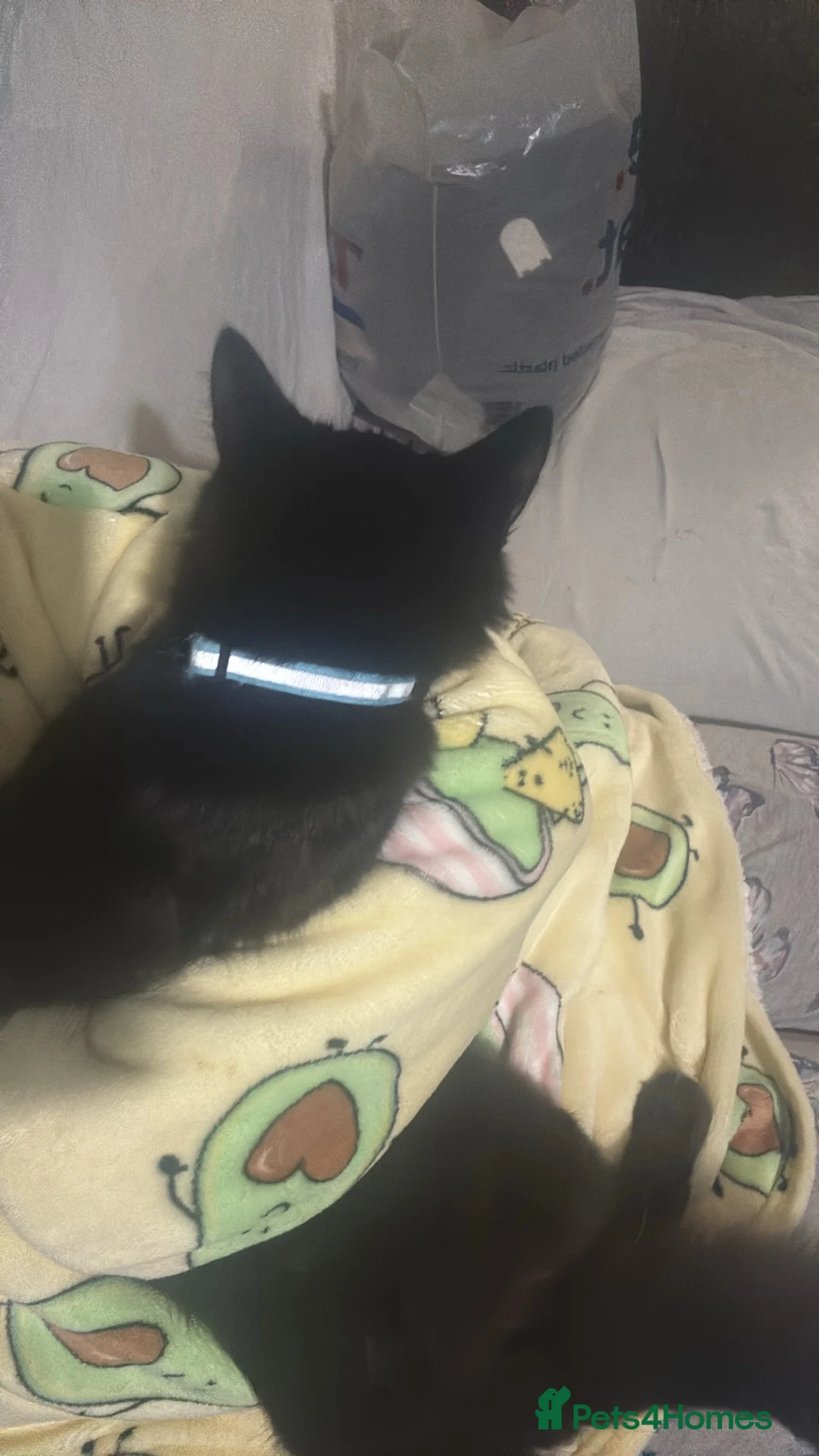 Mixed Breed cats for sale: Bonded sisters  - Advert 1