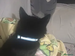 Mixed Breed cats Bonded sisters - Advert 1