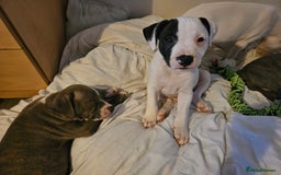 Staffordshire Bull Terrier dogs for sale: RARE CLASSIC MARKINGS - Image 5