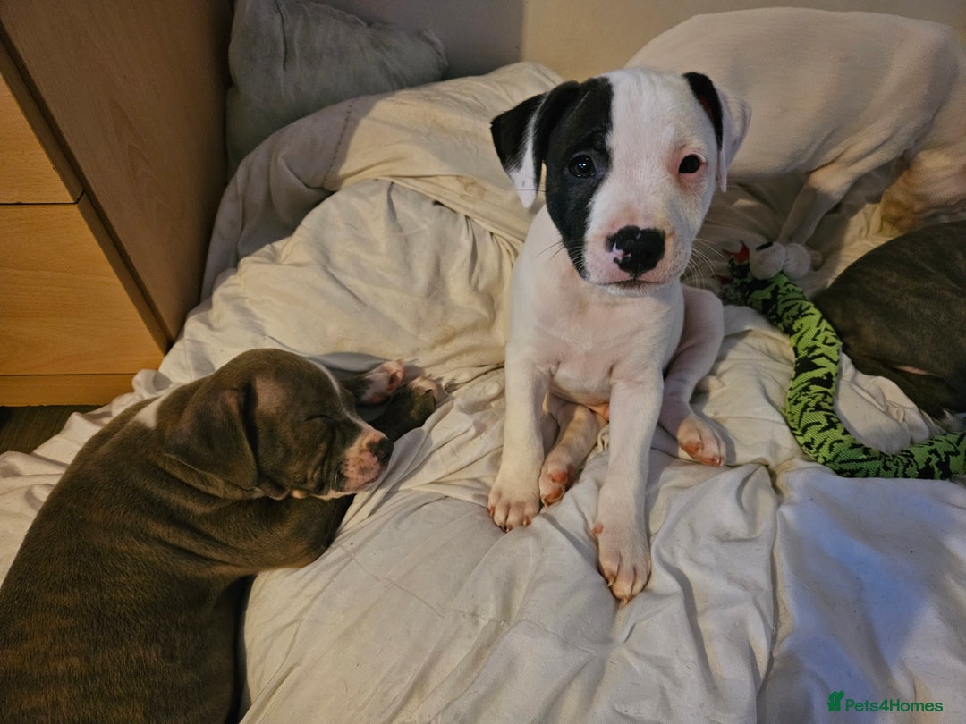 Staffordshire Bull Terrier dogs for sale: RARE CLASSIC MARKINGS - Image 5