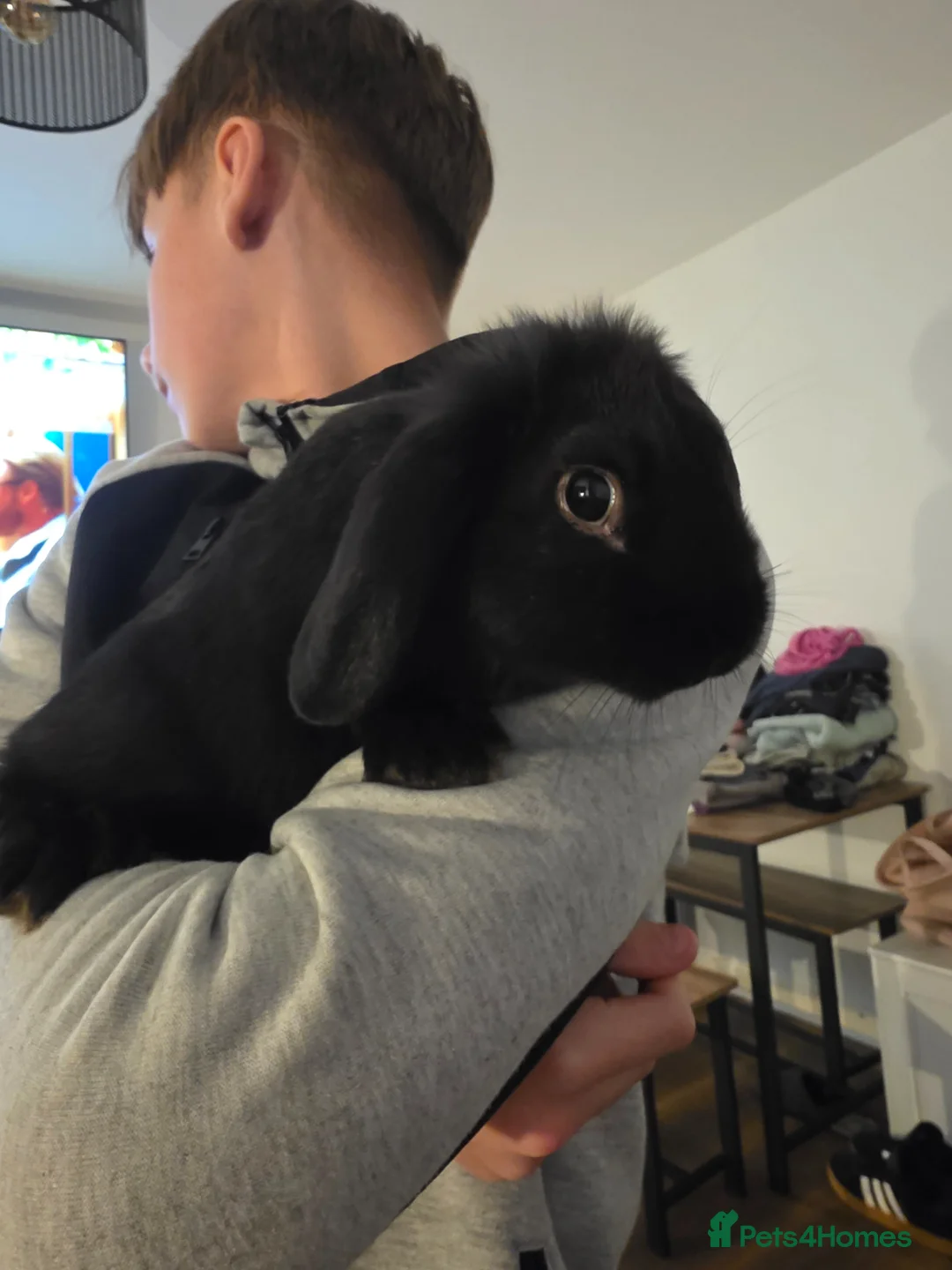 Rex rabbits for sale: Baby Bunnies - Two available  in Bridgwater - Advert 2