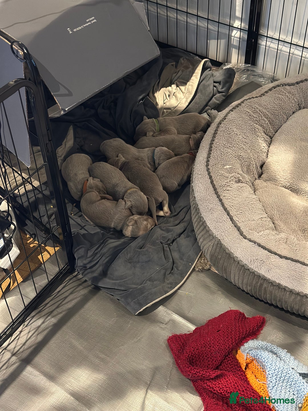 Labrador Retriever dogs for sale: 5 silver Labrador boys, Hackney - Image 7