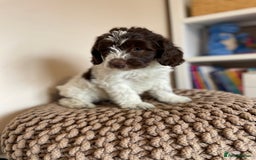Mixed Breed dogs for sale: Australian Goldendoodles stunning BOYS ONLY   - Image 19