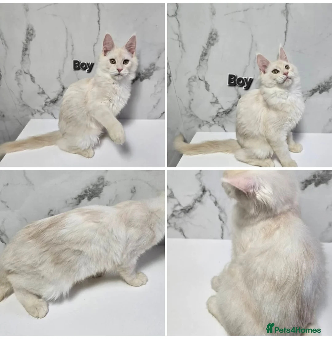 Maine Coon cats for sale: TICA MaineCoon Boy - Neutered  - Advert 28