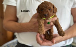 Cockapoo dogs for sale: Perfect Cockapoo Puppies 🐶  - Image 7