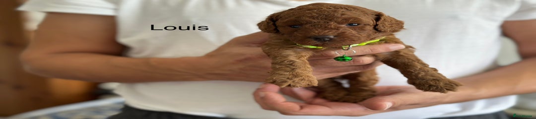 Cockapoo Puppy 4
