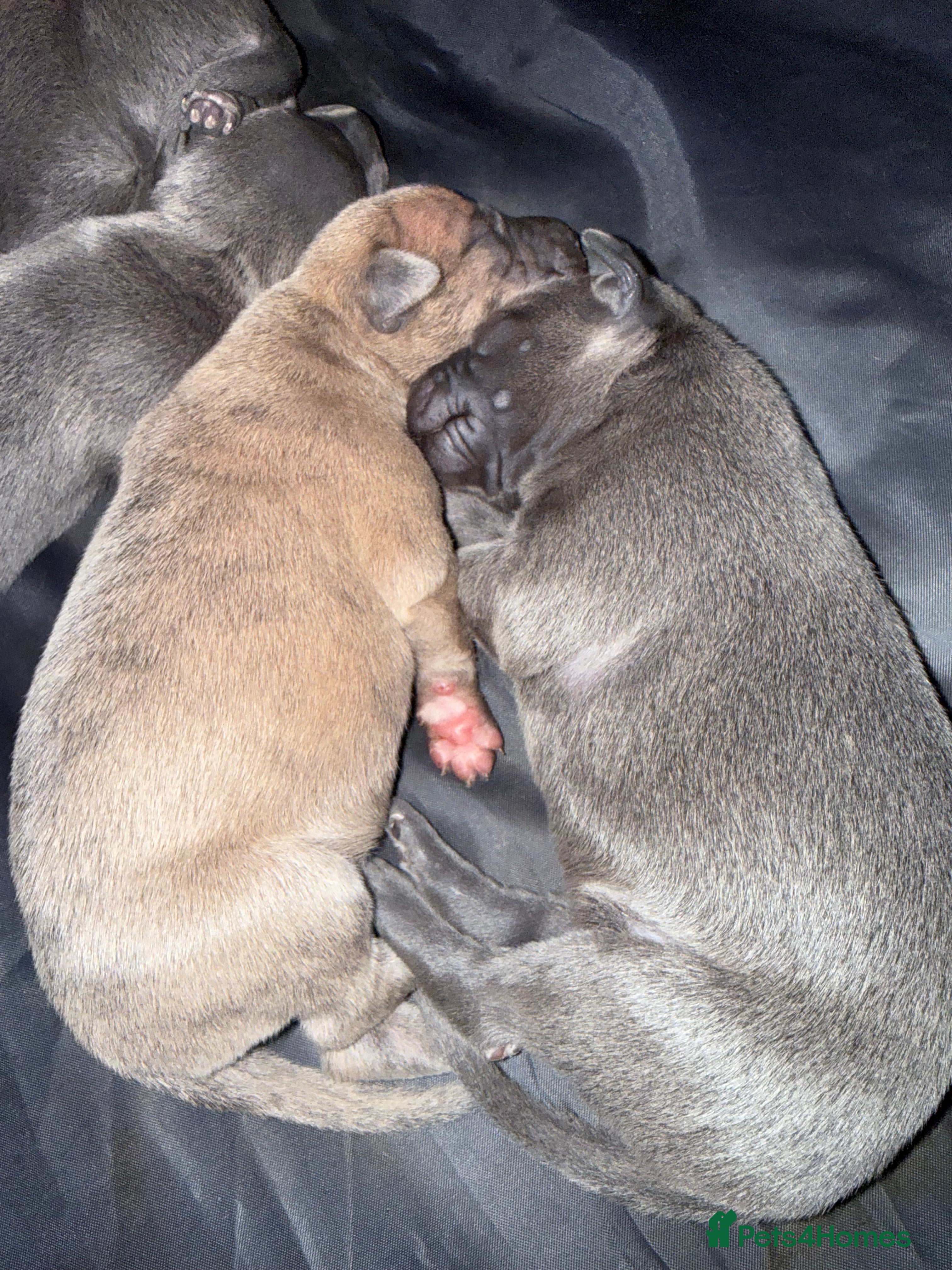 Whippet dogs Beautiful KC registered whippet pups - Advert 6