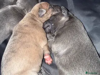 Whippet dogs Beautiful KC registered whippet pups - Advert 6