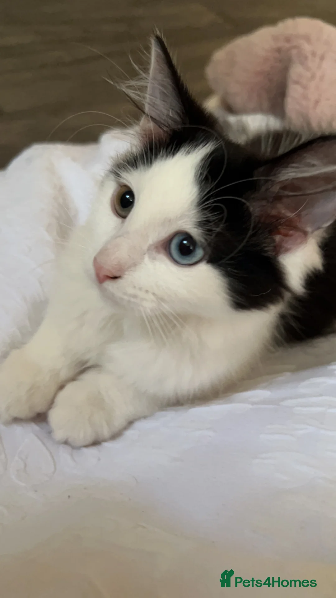 Mixed Breed cats for sale: Mother & Daughter Cats - Advert 12