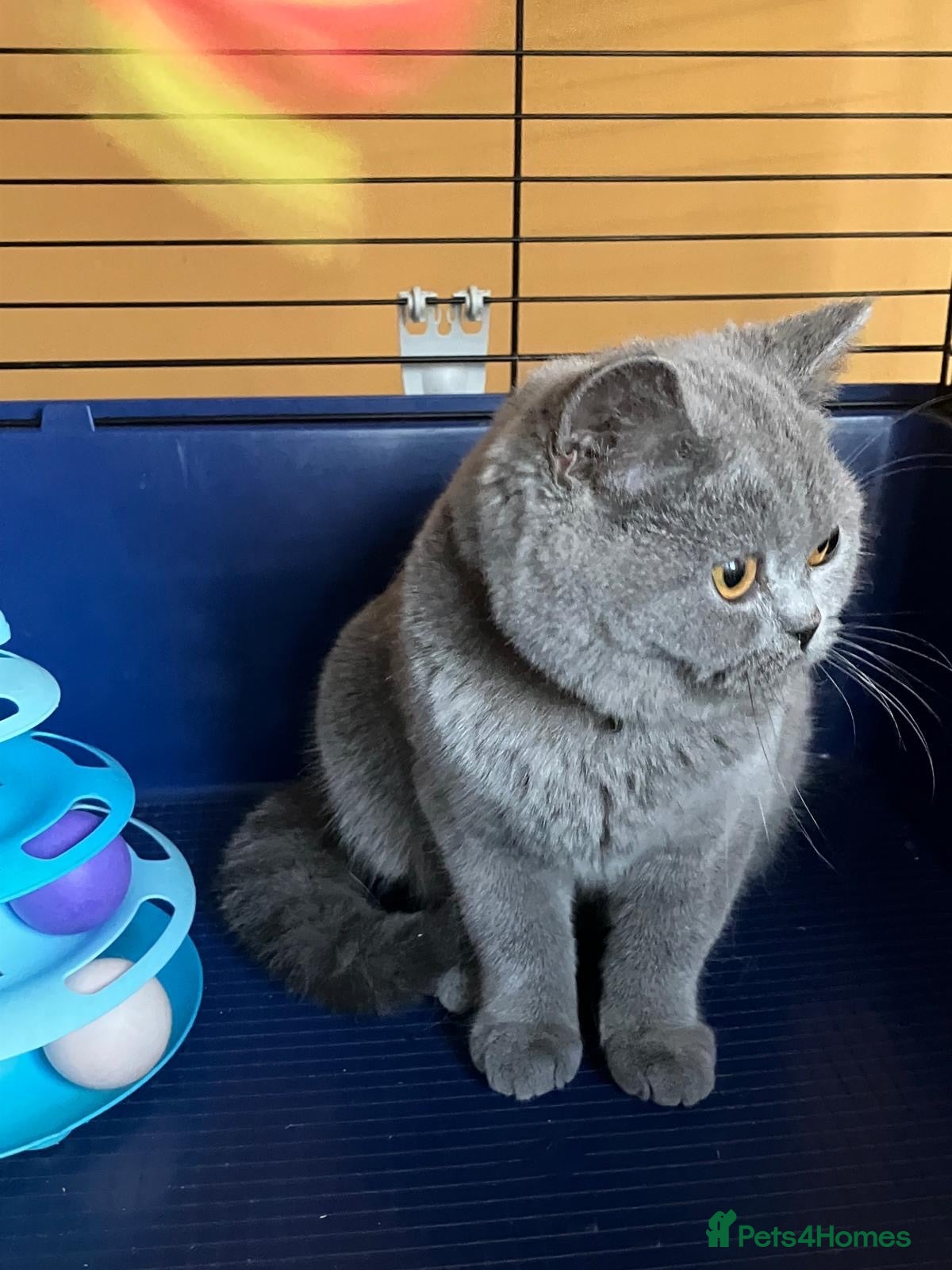 British Shorthair cats 🌟GCCF BSH 🏆Champion Bloodline 🌟5-Gen Pedigree🌟 - Advert 14