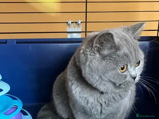 British Shorthair cats 🌟GCCF BSH 🏆Champion Bloodline 🌟5-Gen Pedigree🌟 - Advert 14