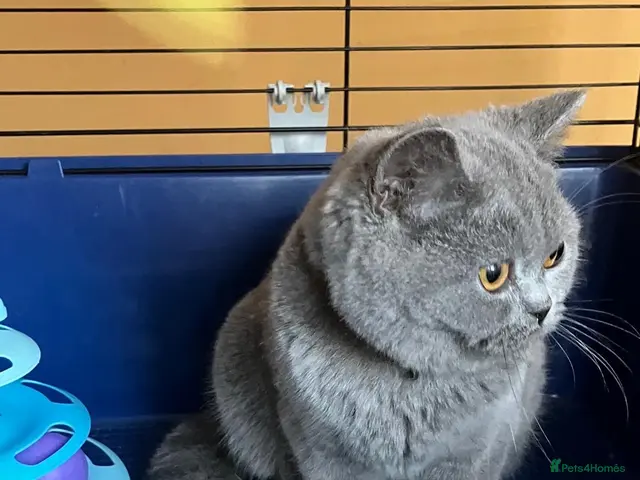 British Shorthair cats 🌟GCCF BSH 🏆Champion Bloodline 🌟5-Gen Pedigree🌟 - Advert 4