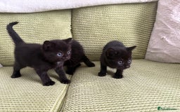 Domestic Shorthair cats for sale: 3 beautiful kittens  - Image 6