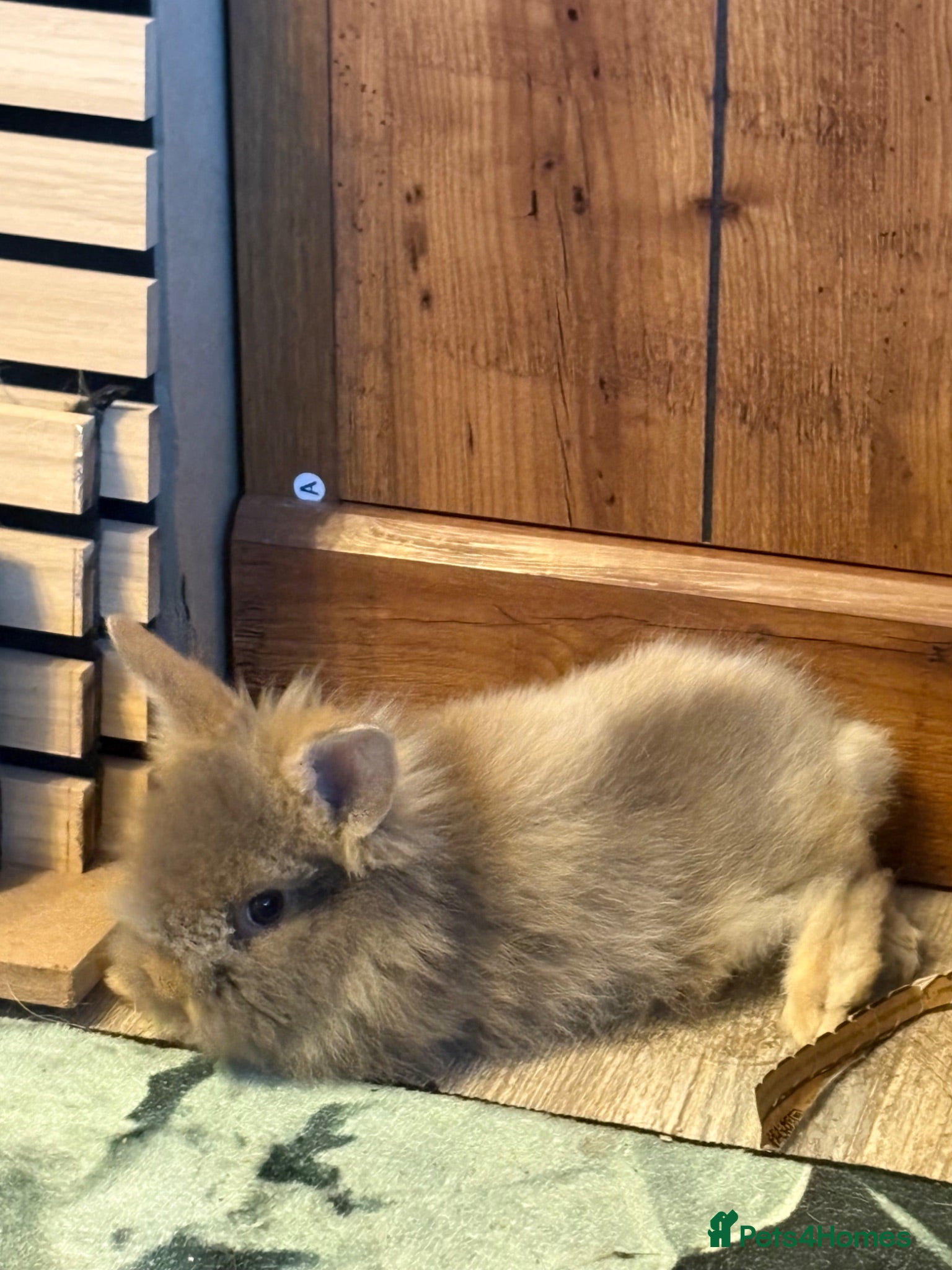 Angora rabbits angora babies one buck  - Advert 4