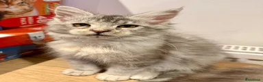 Maine Coon Kitten 5