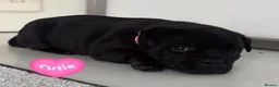 Staffordshire Bull Terrier dogs for sale: Last girl left Kassius Staffordshire bull terrier - Advert 4