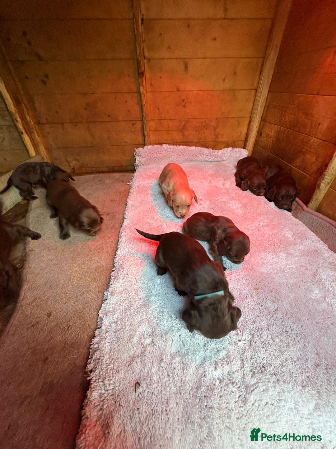 Cocker Spaniel dogs for sale: 🐶⭐️ Fantastic Working cocker spaniels  - Advert 5